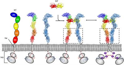 Structural Perspectives on Extracellular Recognition and Conformational Changes of Several Type-I Transmembrane Receptors